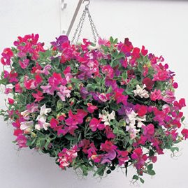 Sweet Pea Cupid Mixed Seeds